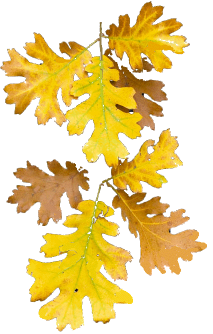 OakLeaves